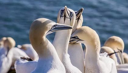 ac米兰官网-高校运动训练心理辅导体系建设研究，高校心理辅导体系组成部分