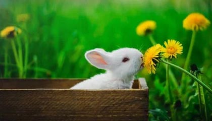 ac米兰官网-高校运动训练心理辅导体系建设研究，高校心理辅导体系组成部分